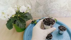 ЛЕ- Медный Всадник! Отделяю интересных деток, с интересными корнями)