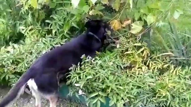 Собака ест виноград с куста! смотреть онлайн