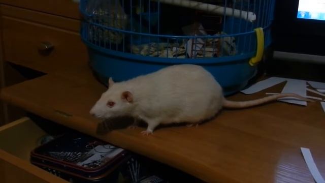 Прикол! Крыса Анфиса делает уборку смотреть онлайн