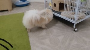 Как лает шиншилла..