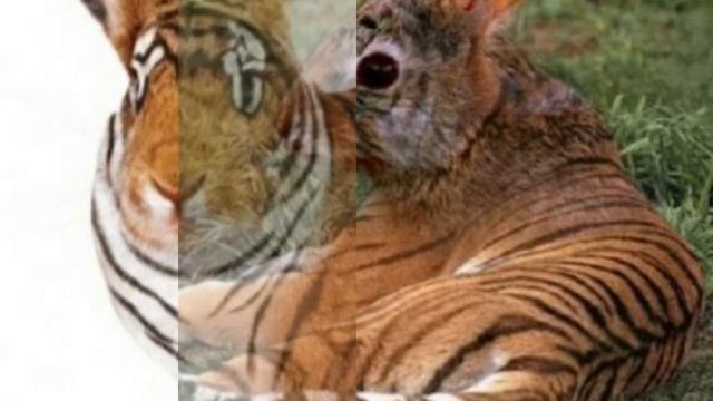 Смешные и милые картинки смотреть онлайн