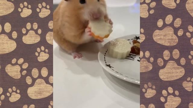 СМЕШНОЙ ХОМЯК! Хомка Рыжуля смешное видео с озвучкой!