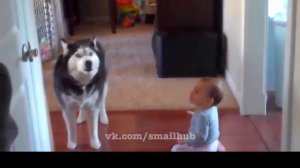 Мега приколы Хаски. Смешная подборка. Mega fun Husky. Funny compilation.