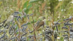 птицы в поле (birds in the field), июль 2013 г.