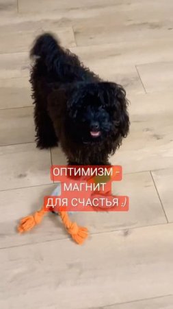МАГНИТ ДЛЯ СЧАСТЬЯ #видео #популярно #животные #собака #радость #позитив