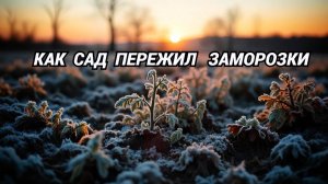 Как сад пережил заморозки. Есть потери