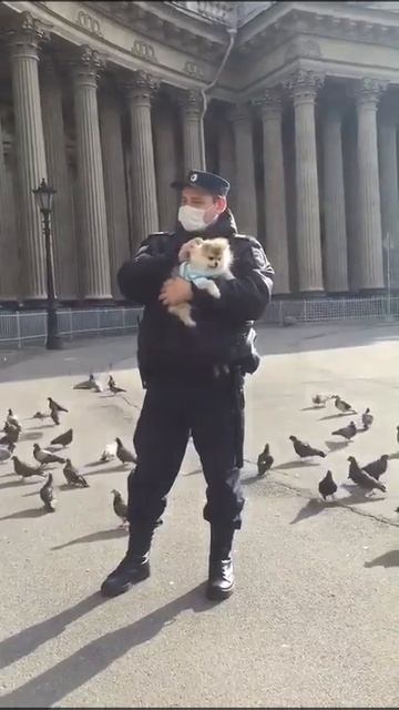 Полиция и Гугуша померанский шпиц.