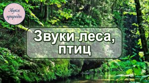 Звуки леса и птиц. Звуки природы. Лига Свободных Душ.