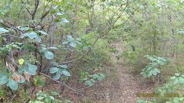 По лесной тропинке между Бужером и Гайкодзором kayo super t2 motolend xr250 смотреть онлайн