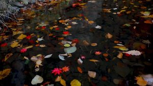 Осенние зарисовки