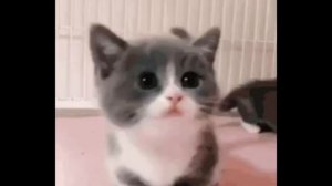 котики и животики