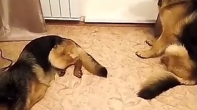 Раскаяние века/ Приколы с собаками./Собачки накосячили, но искренне раскаиваются.