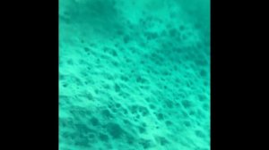 Черепахи на пляже отеля Address Beach Resort Fujairah. ОАЭ, Фуджейра. ЧАСТЬ 2