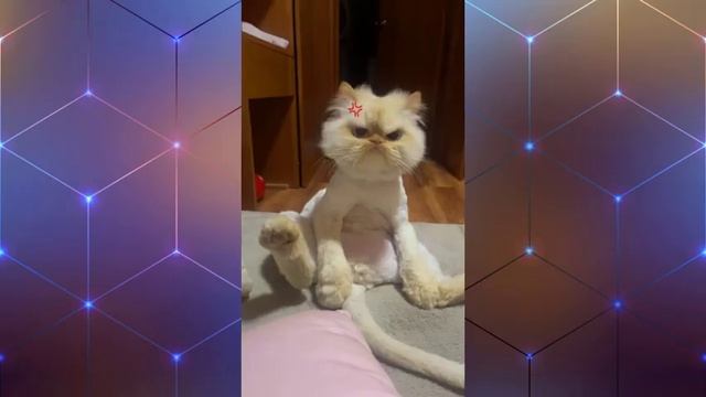 ПРИКОЛЫ ИЗ ТИК ТОКА 😎ЧУДИКИ ИЗ ТИК ТОКА 😎ЛУЧШИЕ ПРИКОЛЫ 2022 😎 СМЕХ ДО СЛЕЗ 😎