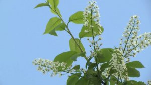 Мир. Труд… Первомай!