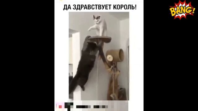 ЛУЧШИЕ ПРИКОЛЫ 2019 СМЕШНЫЕ ПОДБОРКИ!!! смотреть онлайн