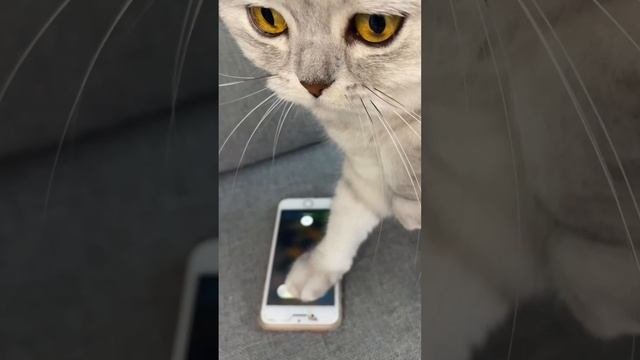 Смешные коты - Майя #кошки #кот #смешныекоты