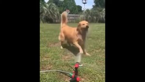 Про Собак   Приколы с Собаками в Воде  Смешные Собаки| Приколы с животными | Приколы с Animal funny