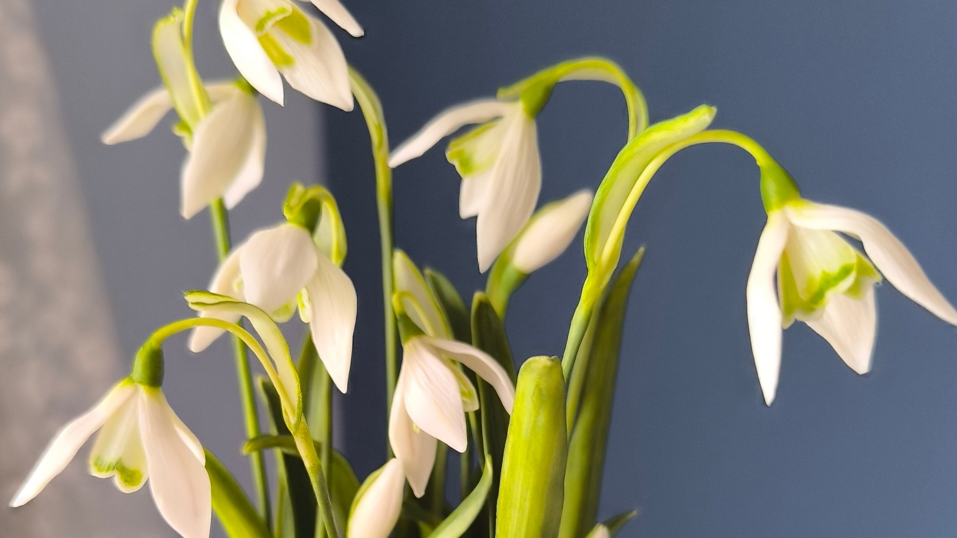 Подснежники из холодного фарфора мои работы Мурзилкина Ольга