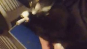 Кот курит сигарету😝