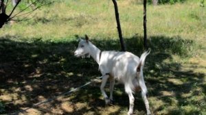 Прикольное видео Перепуганная коза упала от страха
