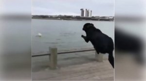 приколы с кот собака kiss cat поцелуй кошку №02