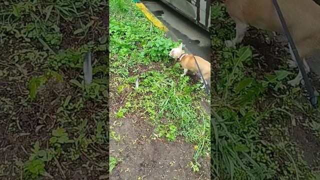 Сеня попал под дождь😁