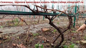 Заполнение средней части куста винограда, формировка двухплечевой кордон. .Багира-Белая роза.
