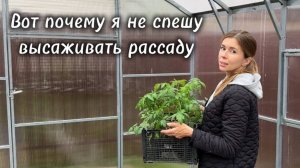 Чем опасна ранняя высадка рассады. Как спасать растения в холода