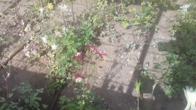 Строят Ландшафтный Парк на ВДНХ смотреть онлайн