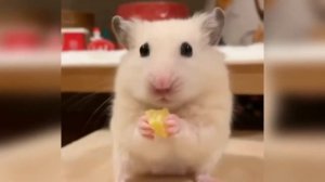 Лучшие видео😋😊😋 Смешные видео про хомячков Морские свинки🎬 Выпуск № 16