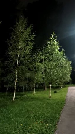 Молодые березки в вечернем парке