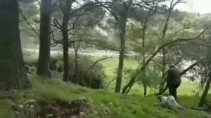 Lino Cannello, заводчик вальдшнепиных сеттеров