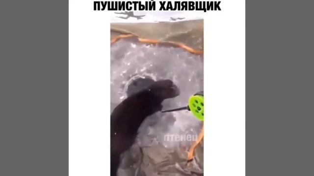 3 МИНУТЫ СМЕХА ДО СЛЕЗ /ЛУЧШИЕ ПРИКОЛЫ 2021/ Я РЖАЛ ЦЕЛЫЙ ЧАС! УГАРНЫЕ ВИДЕО! ОЧЕНЬ СМЕШНО!! смотреть онлайн