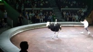 ДЖИГИТОВКА, С ЗУБРОМ, ПОНИ, СТРАУС, КЕНГУРУ, ВЕРБЛЮДЫ И ЗЕБРЫ В ИТАЛЬЯНСКОМ ЦИРКЕ, САМАРА