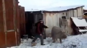 Прикол в деревне. Верхом на свинье.