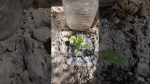 Как защитить рассаду огурчиков