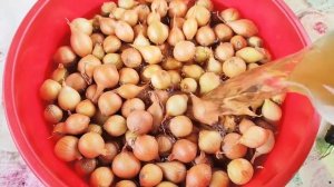 Правильная посадка лука весной. Посадка лука-севка весной. Подготовка лука-севка перед посадкой.