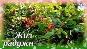 Доброе Утро Хорошего Дня! Самые Красивые Пожелания Доброго Утра! Музыкальная Открытка!