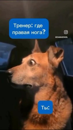 Шиза