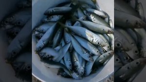 Рыбалка в Коктебеле