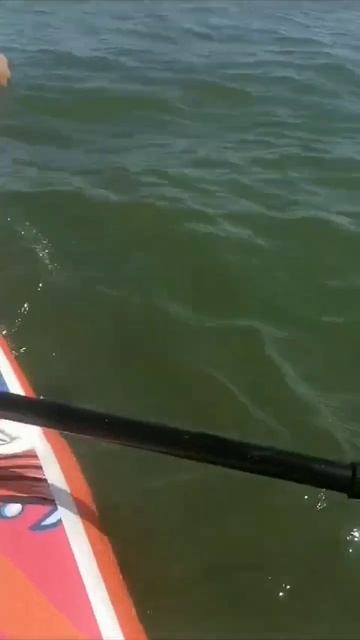 Цимлянское море. Случайная находка.Рыбу отпустили в море. смотреть онлайн