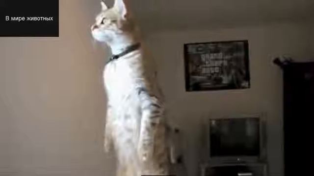 Прикольные коты   Funny cats   Приколы про котов    Прикольное видео   Подборка приколов 2015