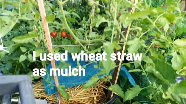 Sweet 100 cherry tomatoes in container смотреть онлайн