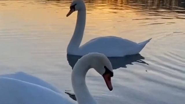 Серебряная туфелька Луны...