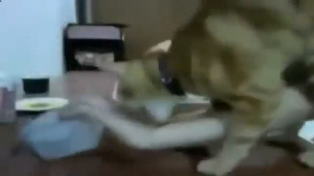 Супер смешные видео про котов, смешные приколы