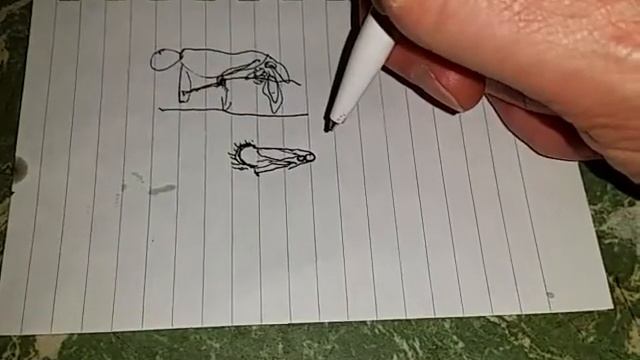 RARE TRANSVESTITE sheep parts explained