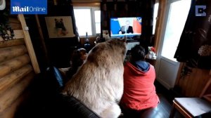 Медведь Степан