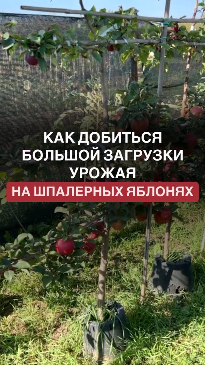 Как добиться большой загрузки урожая на шпалерных яблонях 
#огородники #плодовыедеревья #садовод