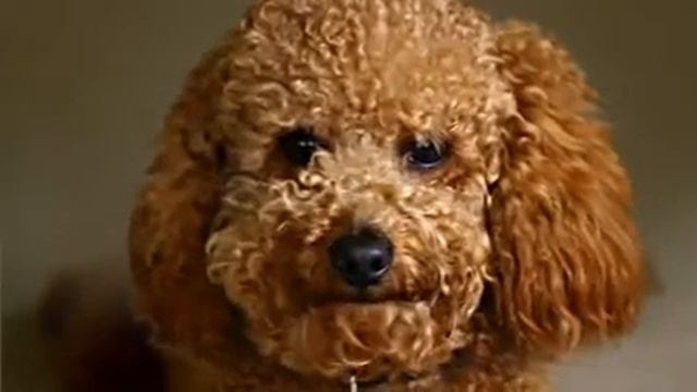 Видео c веб-камеры от 27 января 2015 г., 13:39 (UTC) смотреть онлайн